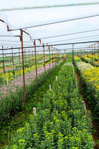 Scenic view of field against cloudy sky