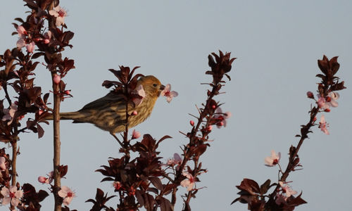 Low angle view of bird perching on tree against sky