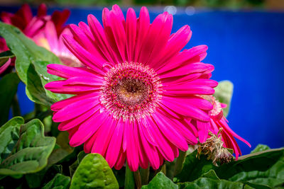 Close-up of pink flower blooming outdoors