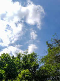 Low angle view of trees against sky