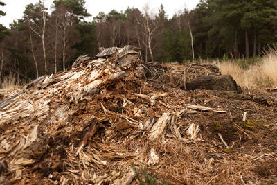 Fallen tree on field in forest