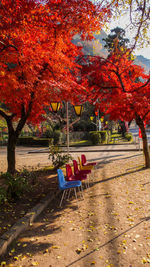 Bench by tree in park during autumn