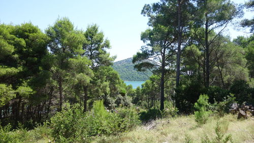 View of lush foliage