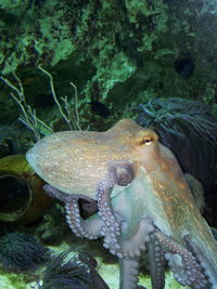 Close-up of an animal