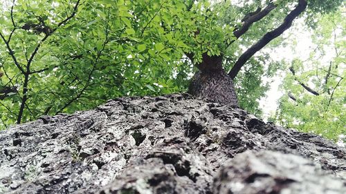 Animal on tree trunk