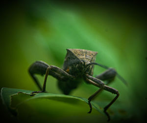 Close-up of insect on leaf