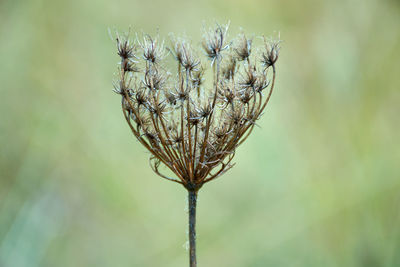 Close-up of dried plant