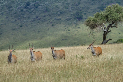 Elands on the plains of kenya