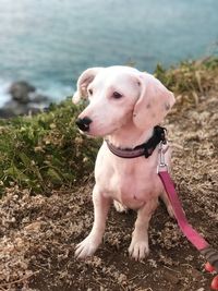 Dog looking away while sitting on land