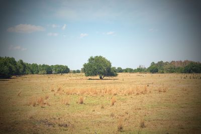 Trees on field against sky