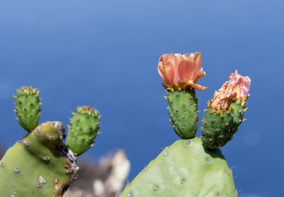 Prickly pears,