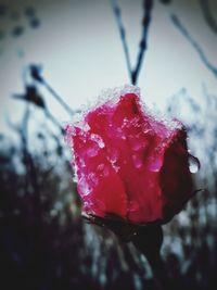 Close-up of wet red flower