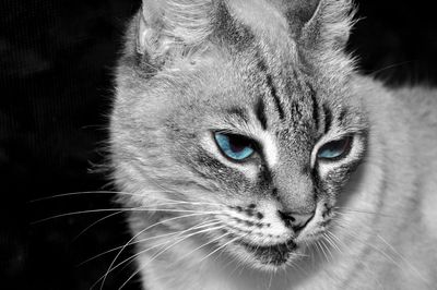 Close-up portrait of cat