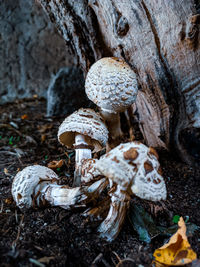 Close-up of mushroom growing on tree trunk