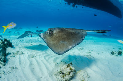 Stingray swimming in sea