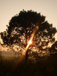 Sunlight streaming through trees on field during sunset