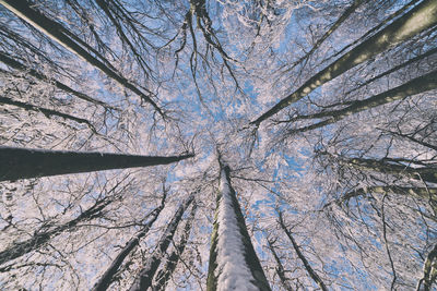 Low angle view of trees in forest against sky