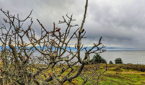 Bare tree against sky