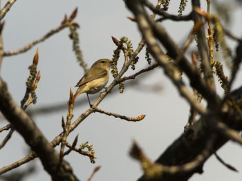 Low angle view of bird perching on branch