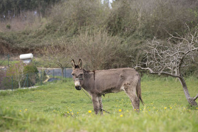 Horse on field