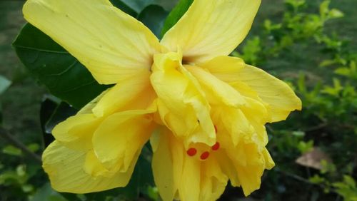 Close-up of yellow flower