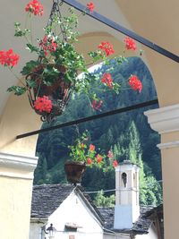 Low angle view of flowering plants on building