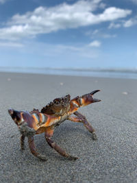 View of crab on beach