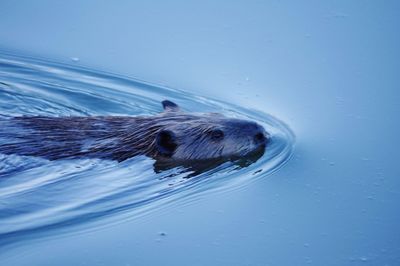 Beaver swimming in sea