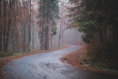 View of wet road through forest