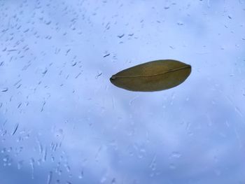 Close-up of raindrops on window