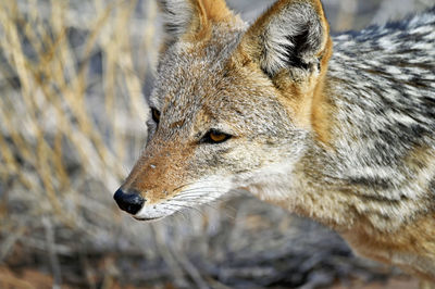 Close-up of fox on field