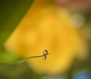 Close-up of wet plant