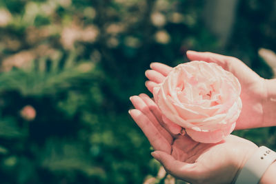 Cropped image of woman with hands cupped holding rose flower at park