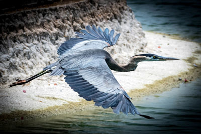 Close-up of heron flying over water