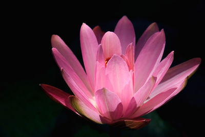 Close-up of pink lotus water lily