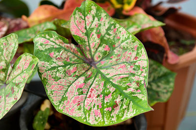 Close-up of fresh green leaves with potted plant