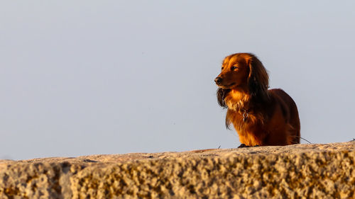 Dog looking away while sitting on wall against sky