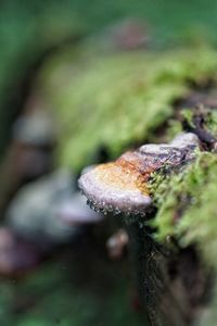 Close-up of mushroom growing outdoors