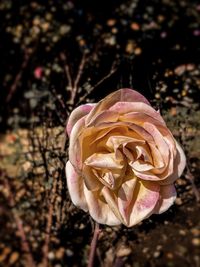 Close-up of wilted rose in field