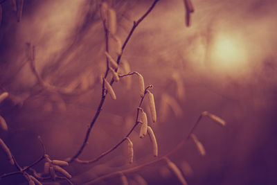 Close-up of dead plant