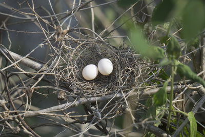 Close-up of birds eggs in nest