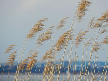 Plants growing on landscape