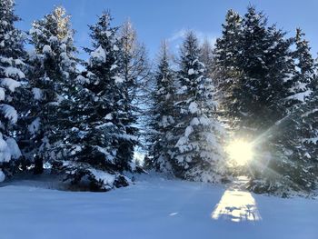 Snow covered trees on field against sky during winter