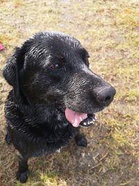 Close-up of black dog on field