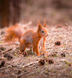 Close-up of red squirrel on field