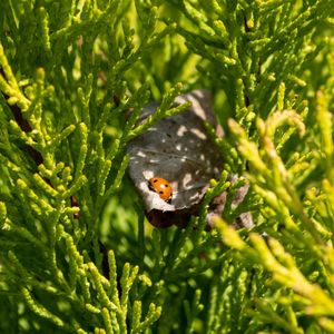 Close-up of ladybug on plant