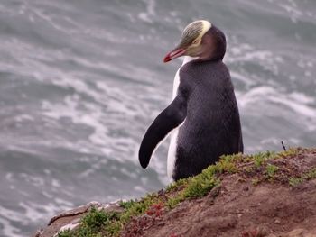 Close-up of bird perching on rock