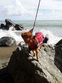 Horse on rock at beach against sky