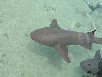 High angle view of fish swimming in sea