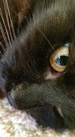 Close-up of cat